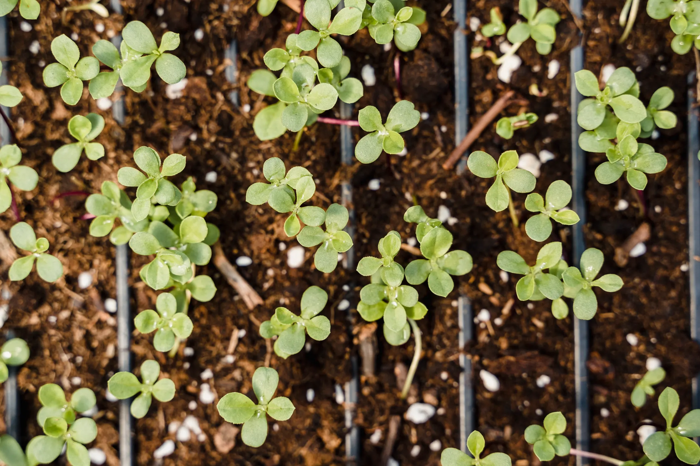 Seedlings growing in pots inside a bright greenhouse