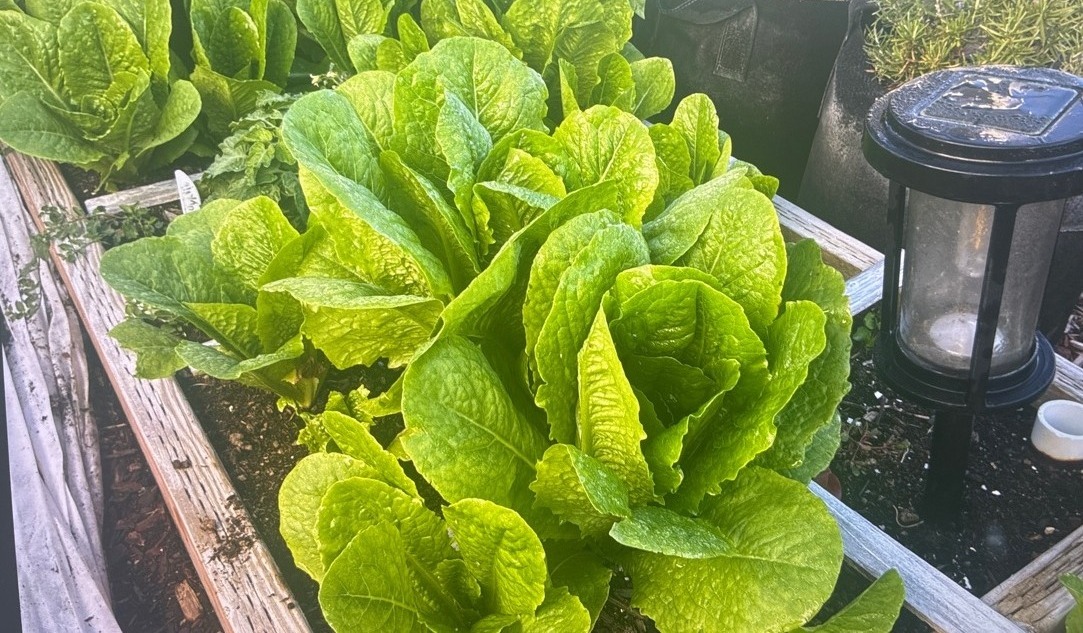 Big healthy romaine lettuce heads thriving in a raised bed in late October