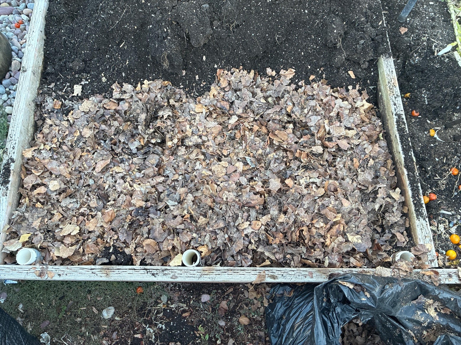 A raised garden bed covered with a thick layer of shredded leaves